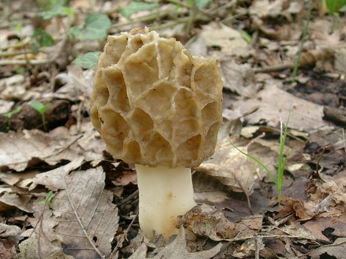 992 Aprile vecchio ritrovamento